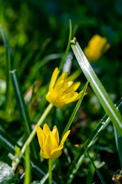 Ficaria Verna Flower Meadow Close Shoot — Stockfoto