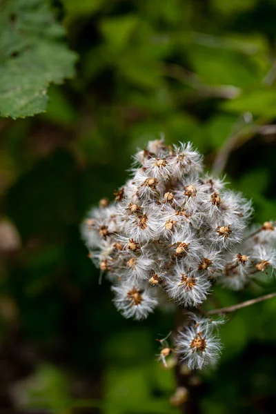 Petasites Paradoxus Flower Meadow — Stockfoto