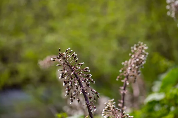 Цветок Парадокса Петазитов Растущий Лугу — стоковое фото
