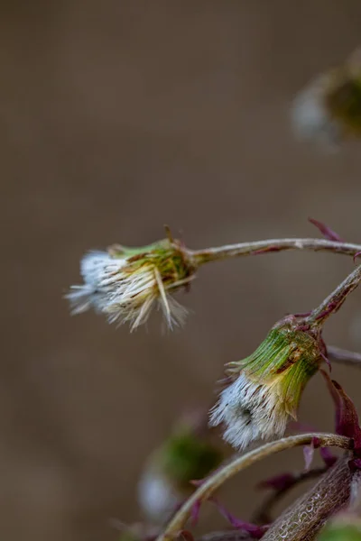 Petasites Paradoxus Flower Meadow Close Shoot — Stockfoto