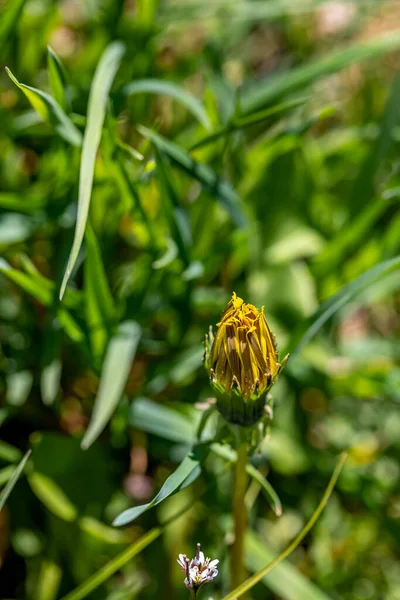 Taraxacum Officinale Łące Zdjęcia Bliska — Zdjęcie stockowe