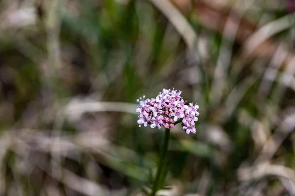 Valeriana Dioica Growing Meadow — Foto Stock