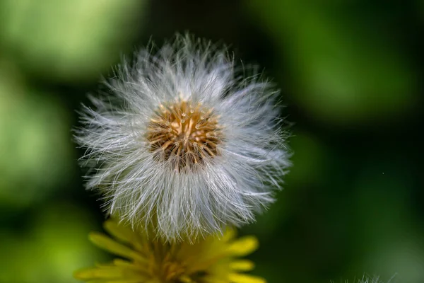 Çayırda Yetişen Taraxacum Memurları Yaklaşın — Stok fotoğraf