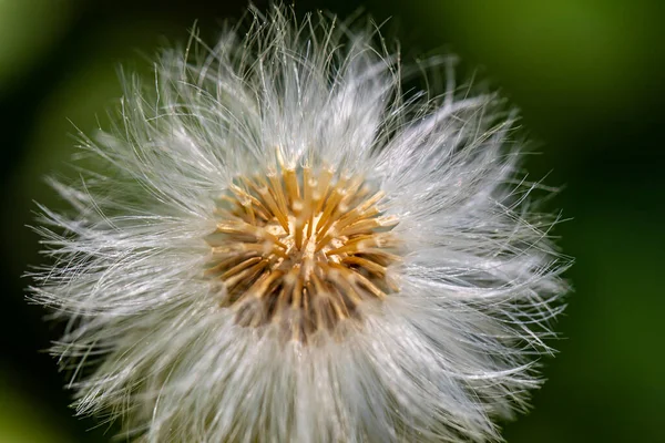 Taraxacum Officinale Louce Zavřít — Stock fotografie