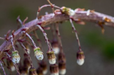 Petasitler çayırda büyüyen paradokslar, yakın çekim