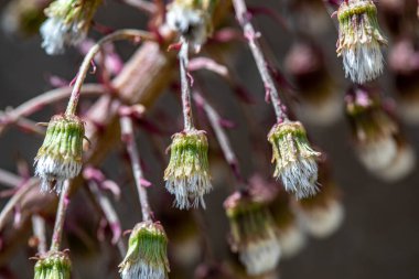 Çayırdaki Petasitler paradoksu çiçeği, yakın plan