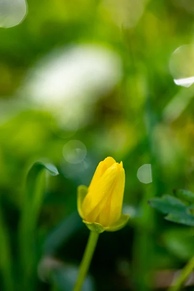 Ficaria Verna Flower Meadow — Foto de Stock