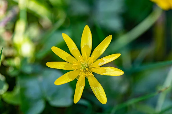 Ficaria Verna Bloem Weide Close Shoot — Stockfoto