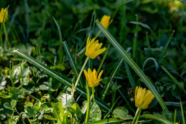 Ficaria Verna Flower Growing Meadow Close Shoot — Stockfoto