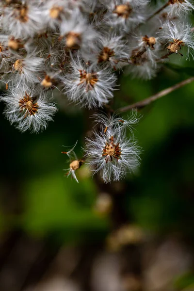 Petasieten Paradoxus Bloem Weide Close Shoot — Stockfoto