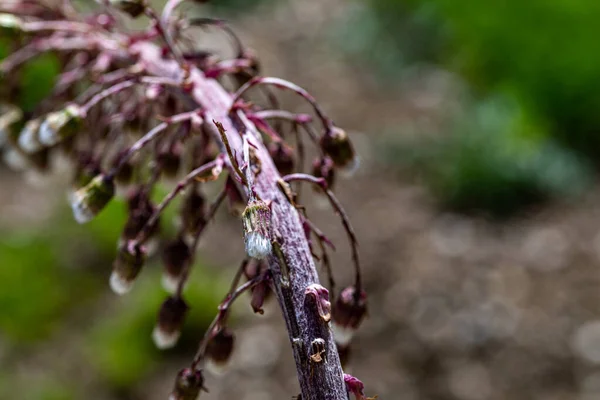 Цветок Парадокса Петазитов Растущий Лугу — стоковое фото