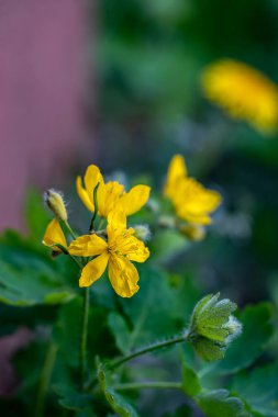 Çayırda yetişen Çeidonyum Majus çiçeği, yakınlaş.