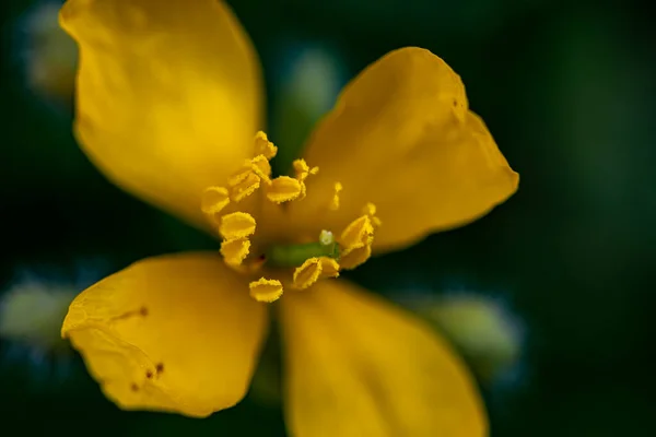 Chelidonium Majus Blume Wächst Auf Der Wiese Makro — Stockfoto