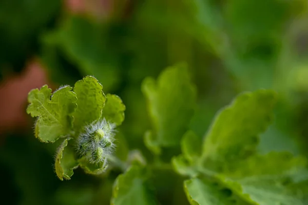 Chelidonium Majus Květ Louce — Stock fotografie