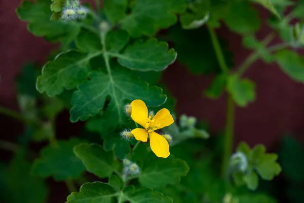 Chelidonium Majus Flower Meadow Close — Foto Stock