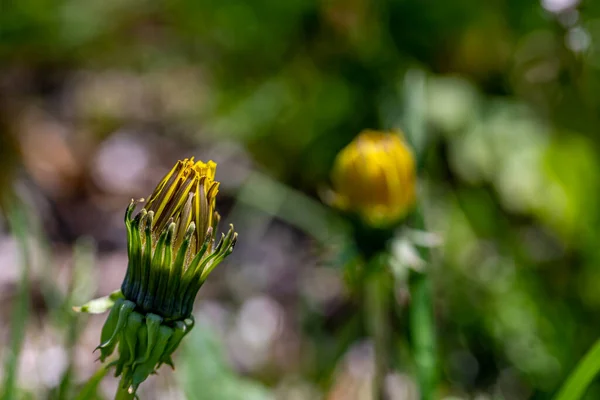 Taraxacum Officinale Che Cresce Nel Prato — Foto Stock