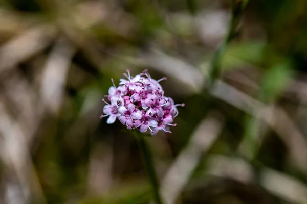 Valeriana Dioica Meadow — Zdjęcie stockowe