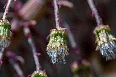 Çayırdaki Petasitler paradoksu çiçeği, yakın plan