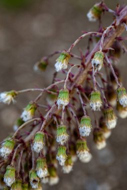 Petasitler çayırda büyüyen paradokslar, yakın çekim