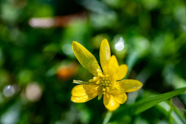 Ficaria Verna Flower Meadow Macro — Stockfoto