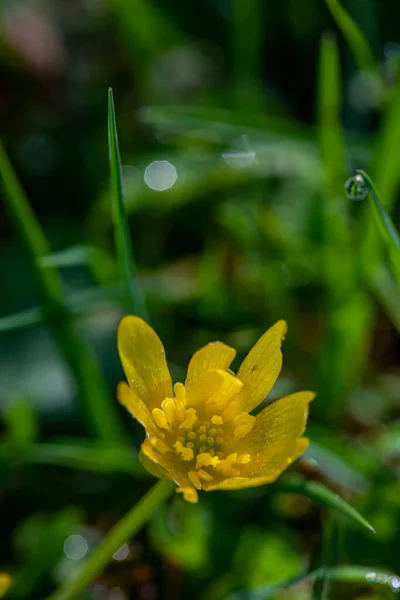 Ficaria Verna Flower Meadow — 스톡 사진