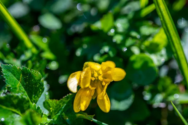 Ficaria Verna Flower Growing Meadow — Stock fotografie