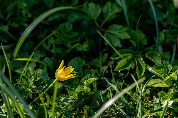 Ficaria Verna Flower Growing Meadow Close — Stockfoto