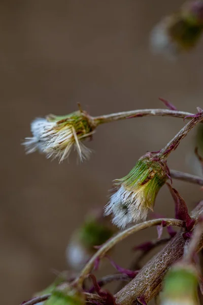 Çayırdaki Petasitler Paradoksu Çiçeği Yakın Çekim — Stok fotoğraf