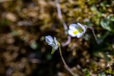 Çayırdaki Pinguicula Alpina çiçeği, yakın çekim