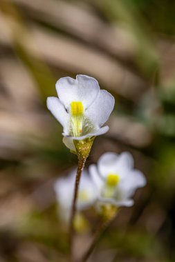 Pinguicula alpina flower in meadow, macro clipart