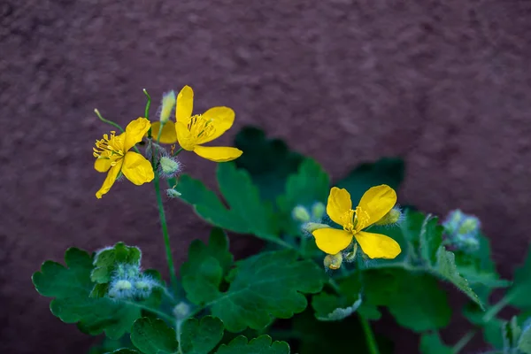 Chelidonium Majus Flower Meadow — 图库照片