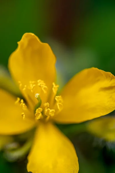 Chelidonium Majus Blume Wächst Auf Der Wiese Nahaufnahme Trieb — Stockfoto