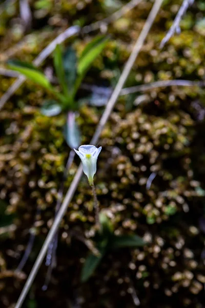 Квітка Pinguicula Alpina Лузі Крупним Планом — стокове фото