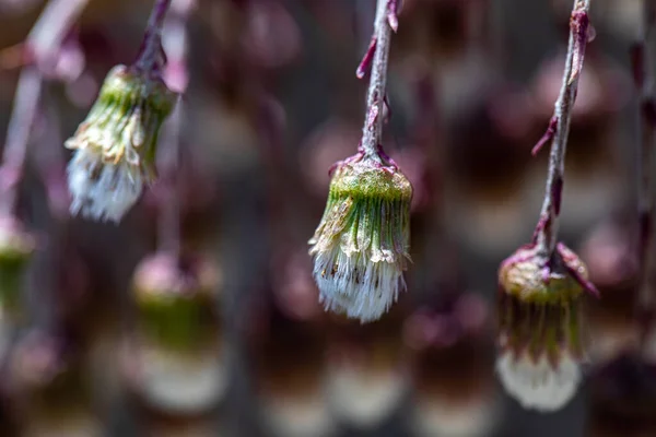 Petasites Paradoxus Fleur Poussant Dans Prairie — Photo