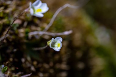 Çayırdaki Pinguicula Alpina çiçeği, yaklaş.