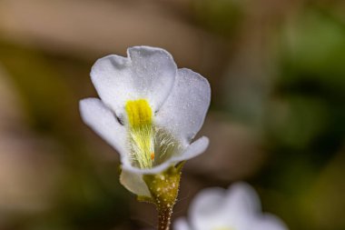 Çayırdaki Pinguicula Alpina çiçeği, yakın çekim
