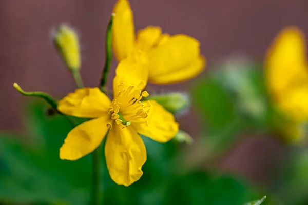 Chelidonium Majus Flower Meadow Close Shoot — Stockfoto