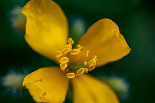 Chelidonium Majus Flower Meadow Close — Stok fotoğraf