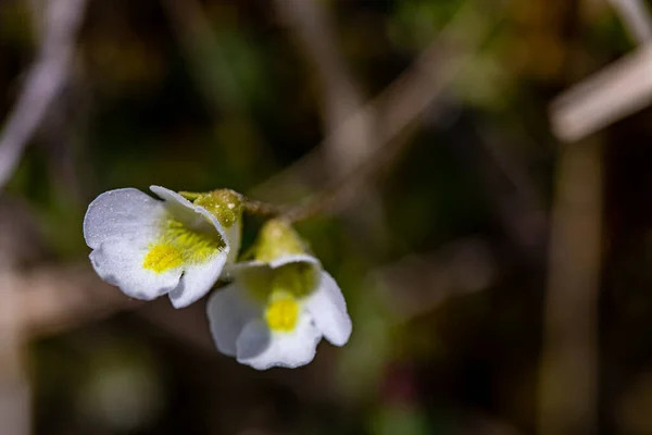 Pinguicula Alpina Flower Growing Meadow — Foto de Stock