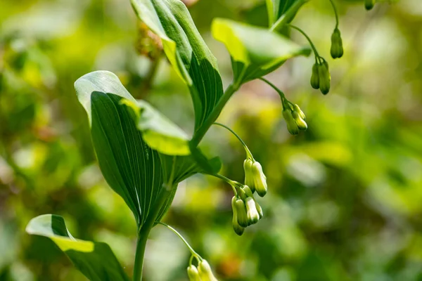 Polygonatum multiflorum flower growing in meadow