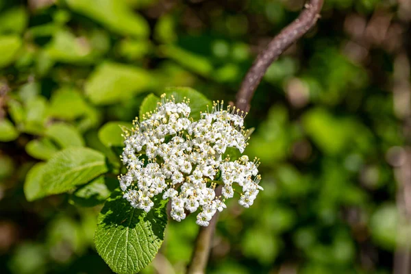 Viburnum Lantana Flower Meadow Close Shoot — Stock fotografie