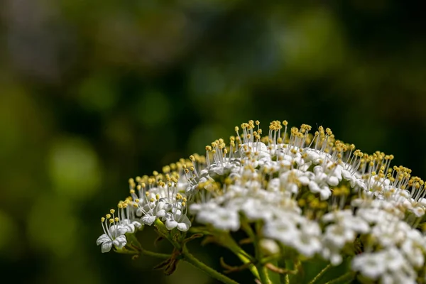 Квітка Вібурнум Лантани Лузі — стокове фото