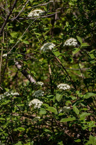 Viburnum Lantana Flower Growing Meadow Macro — Photo