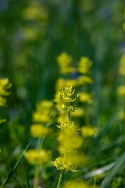 Cruciata laevipes flower in meadow, macro