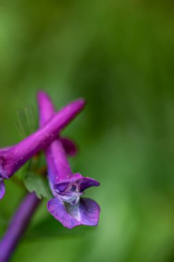 Corydalis solida flower in meadow, macro