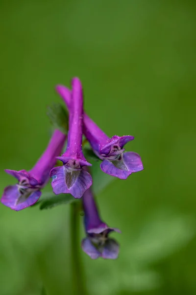 Corydalis Solida Flower Meadow — Zdjęcie stockowe