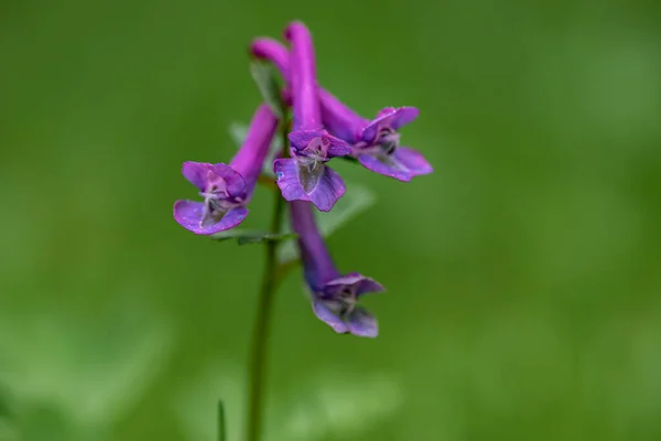 Corydalis Solida Flower Growing Meadow — Stock fotografie