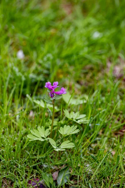 Corydalis Solida Flower Meadow Close Shoot — Photo