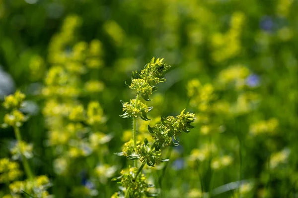 Cruciata Laevipes Flower Meadow — Stock Photo, Image