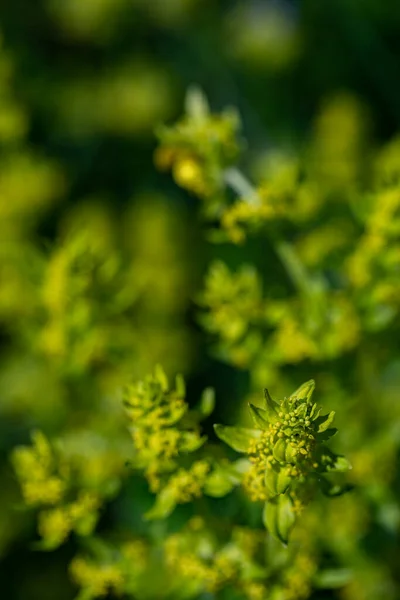 Cruciata Laevipes Flower Meadow Close Shoot — Stockfoto